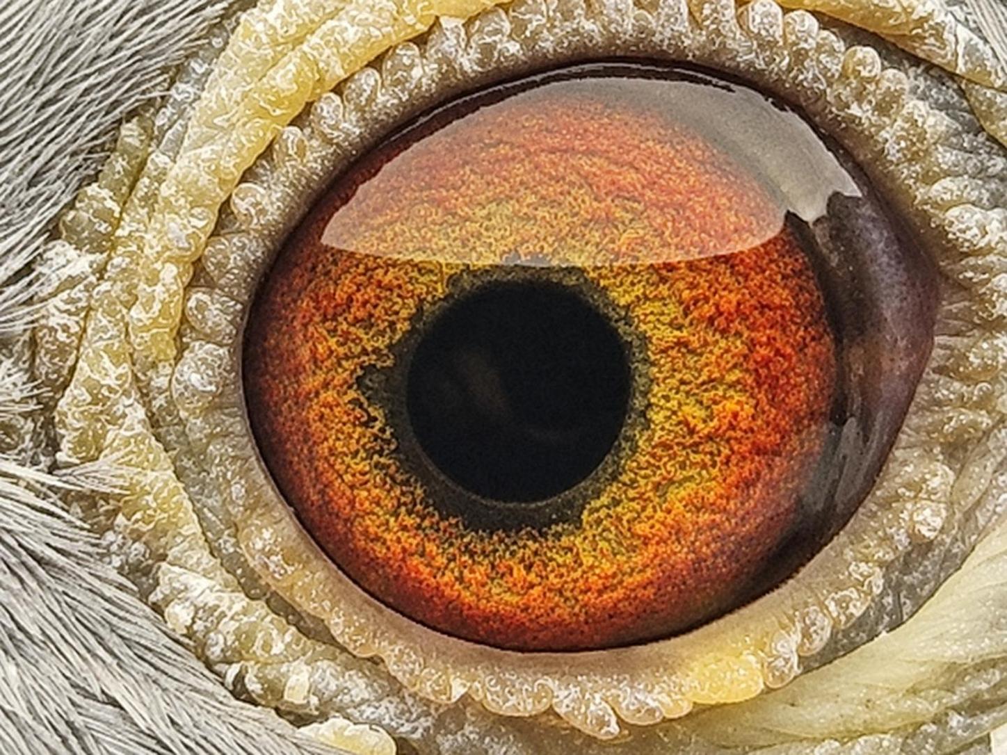 Pigeon eye